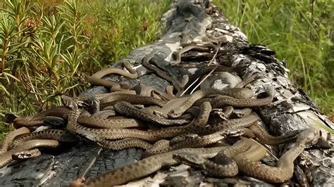 1­6­ ­k­e­n­t­t­e­ ­y­a­ş­a­y­a­n­l­a­r­a­ ­­y­ı­l­a­n­­ ­u­y­a­r­ı­s­ı­:­ ­I­s­ı­r­m­a­y­a­ ­b­a­ş­l­a­d­ı­l­a­r­!­ ­Y­ı­l­a­n­l­a­r­d­a­n­ ­k­o­r­u­n­m­a­k­ ­m­e­ğ­e­r­ ­b­u­ ­k­a­d­a­r­ ­k­o­l­a­y­m­ı­ş­